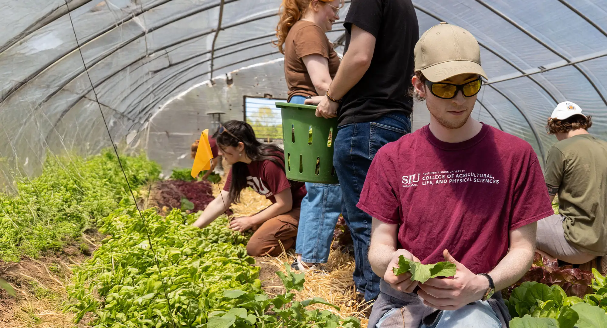 Students work together harvesting leafy greens inside a high tunnel greenhouse as part of a hands-on learning experience through SIU’s College of Agricultural, Life, and Physical Sciences.