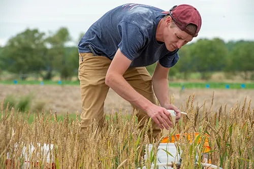 SIU Student in a Field