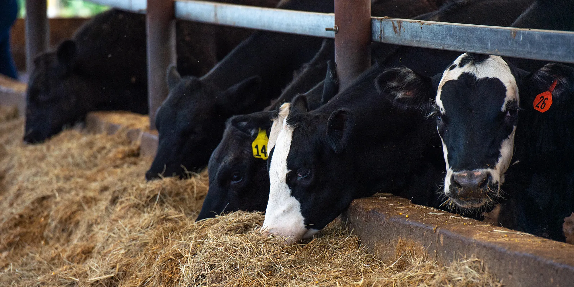 Beef Center Cows