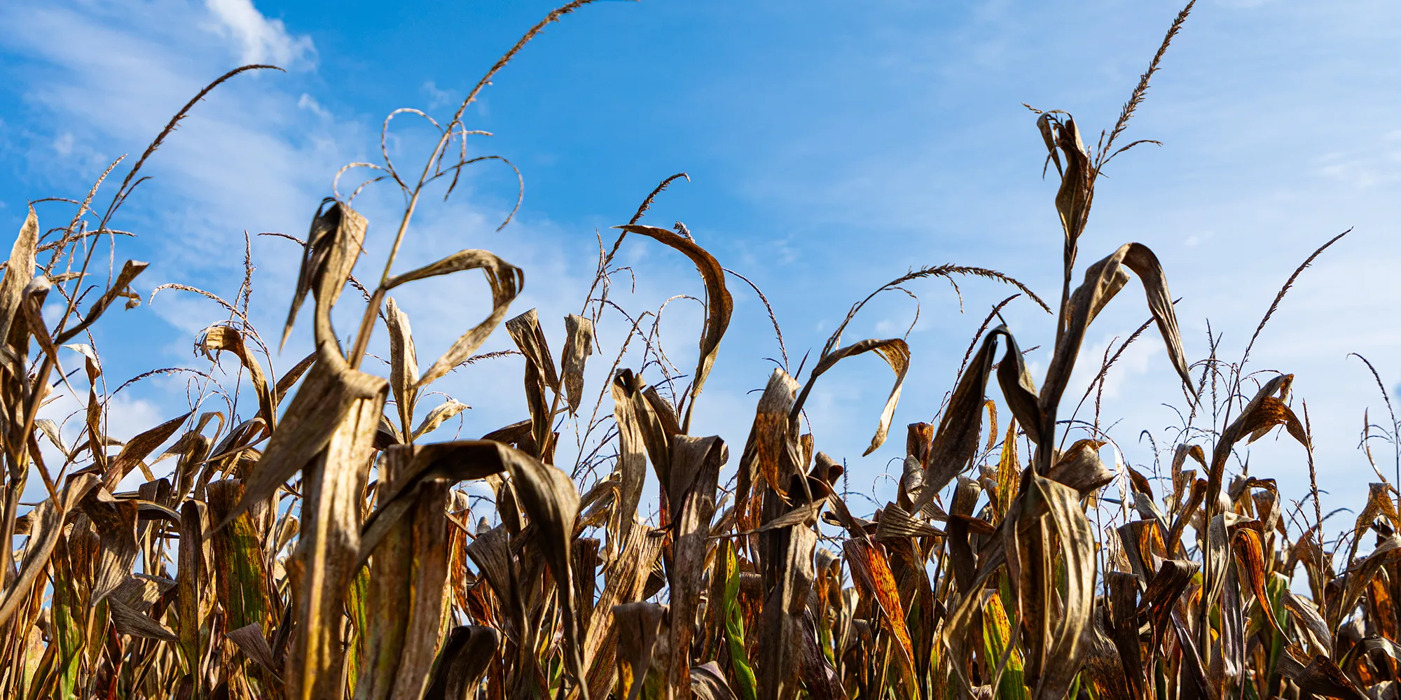 Corn Stalks