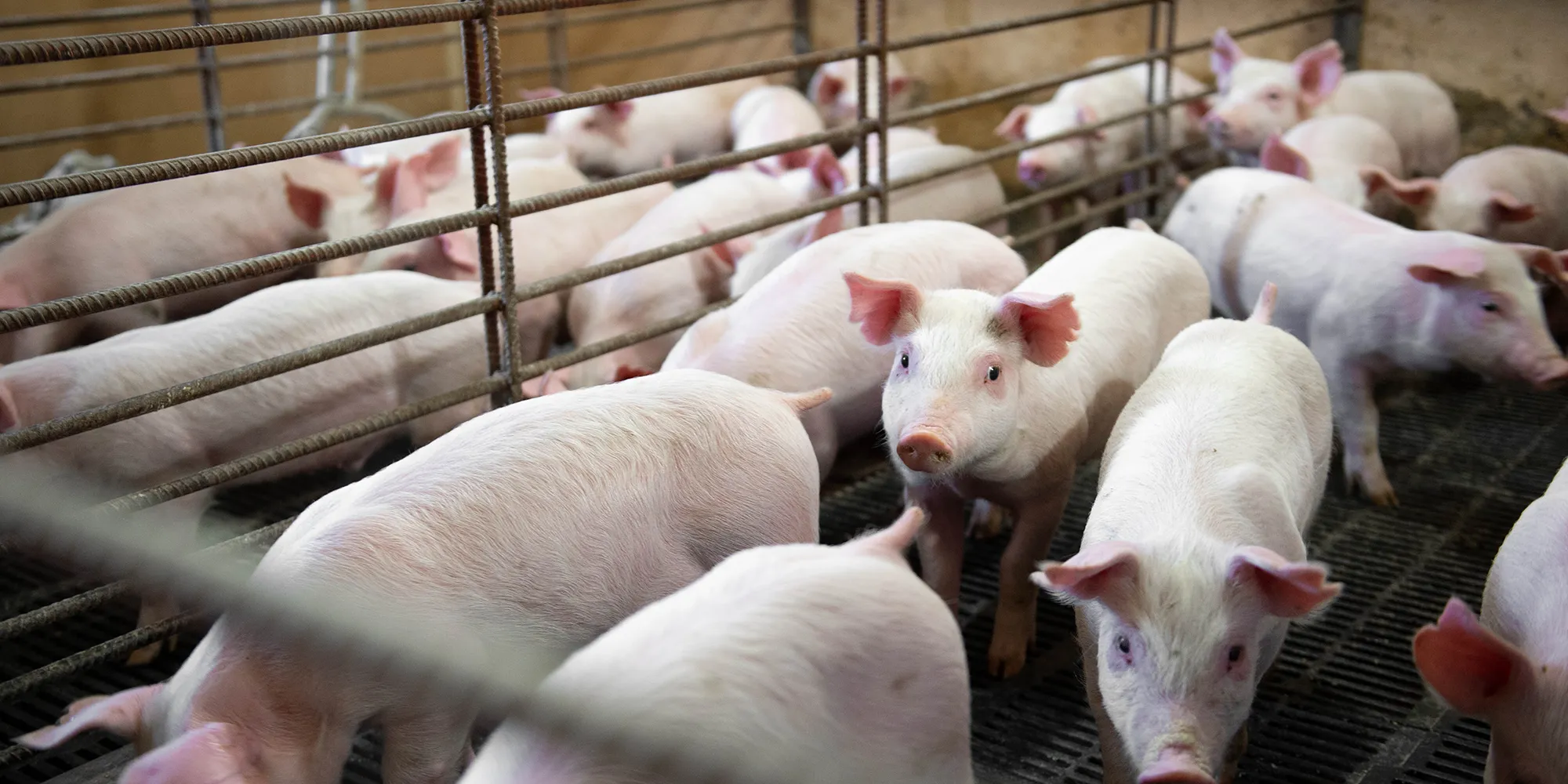 Pigs on SIU campus at the Swine Center