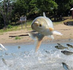 Asian Carp jumping out of the water